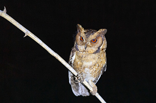 Koyna Wildlife Sanctuary, Satara, Maharashtra, India. Indian Scops Owl, Otus bakkamoena