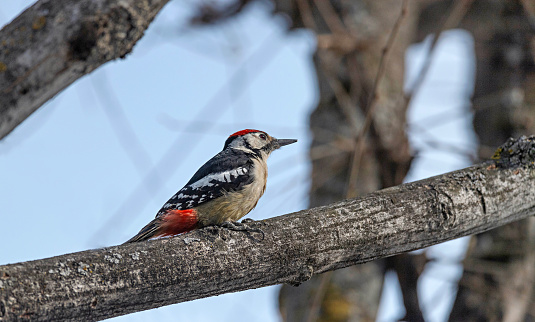 Kashmir, India. Himalayan Woodpecker, Dendrocopos himalayensis