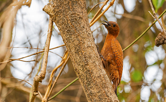 Koyna Wildlife Sanctuary, Satara, Maharashtra, India. Rufous woodpecker, Micropternus brachyurus