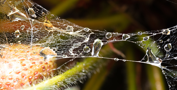 Delicate and thin web in the dew in the early morning