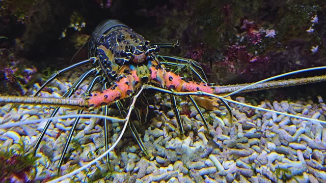 Close up of a colourful lobster