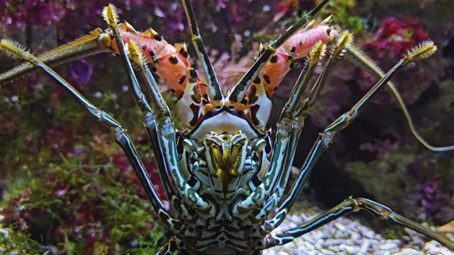 Close up of a colourful lobster standing