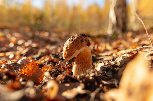 Mushroom boletus on the ground in the forest in autumn.