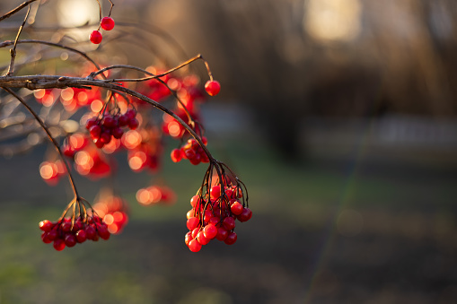 red viburnum berries on a branch in the garden. Ripening fruits of viburnum vulgaris. Guelder rose or viburnum red berries and leaves in the autumn outdoors.