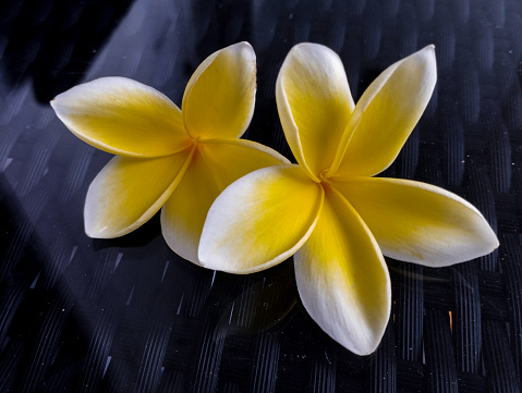 Plumeria, from bud to bloom