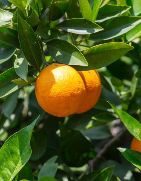 istock A ripe orange hangs on a tree branch. Nature 2148805903