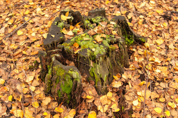 istock Tree stump covered with moss in the autumn forest 2148806098