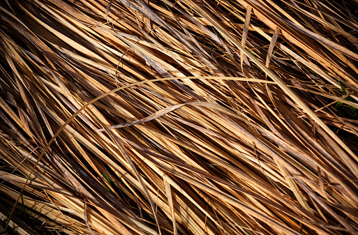 Dry grass abstract natural background