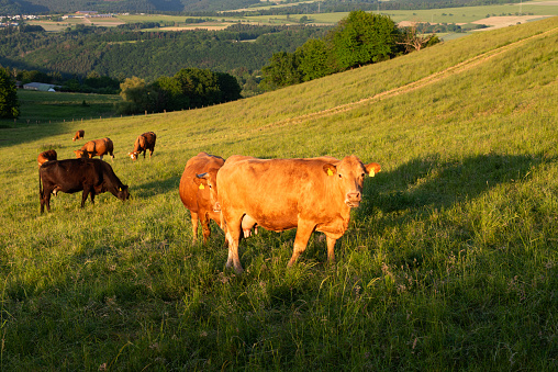 Cows grazing on pasture in Germany, species appropriate animal husbandry, farmland meadow