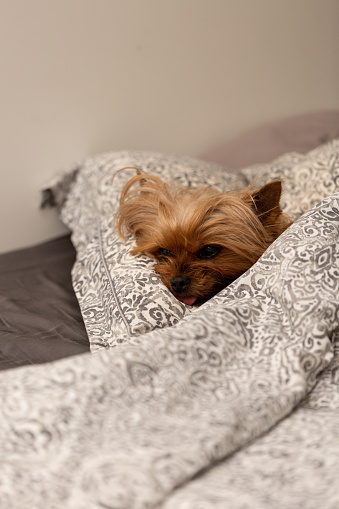 A Yorkshire Terrier dog sleeps in bed under a blanket