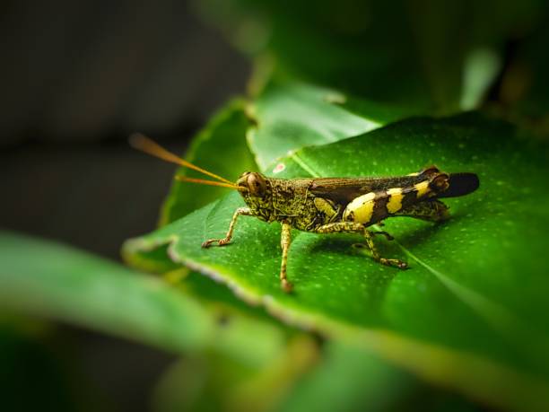 salvador, bahia, brazil - january 17, 2022: locust insect seen in coconut palm straw in Salvador city.