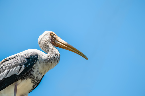large white pelican isolated on blue sky background. Pelicans genus Pelecanus are a genus of large water birds that make up the family Pelecanidae.