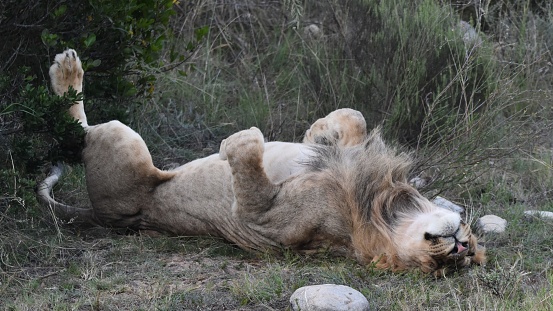A young, male lion Panthera leo sleeps on its back with bellly exposed. South Africa.
