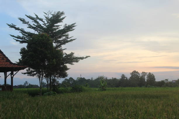 istock Paddy fields rice plantation with Joglo house 2148807869