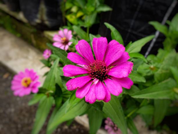 Closed up of purple zinnia elegans