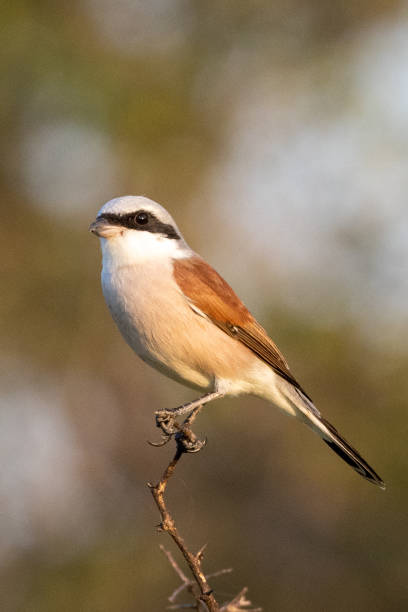 istock Male Red-backed Shrike (Rooirug laksman) (Lanius collurio) in Kruger National Park 2148808070