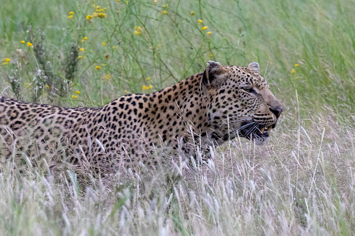 Leopard (Panthera pardus pardus) in the grass in the Kruger National Park, Limpopo, South Africa