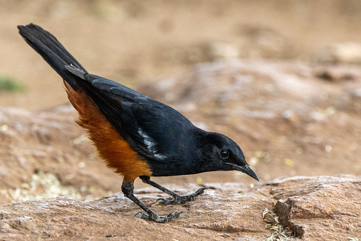 Mocking Cliff Chat (Dassievoël) (Tamnolaea cinnamomeiventris) in the Kruger National Park, Limpopo, South Africa