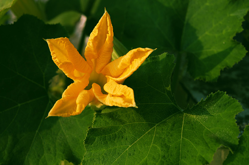 Blooming pumpkin flower with green leaf in rooftop garden, close up beautiful flowers from vegetable plant