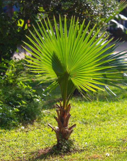 istock Green leaves on a palm tree. nature in the tropics 2148808233