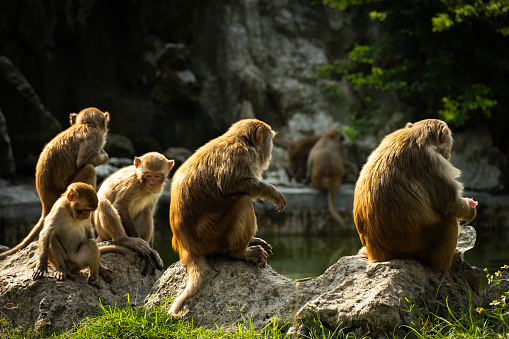 Group of Monkey sitting by the pond The rhesus macaque. It is native to South, Central, and Southeast Asia