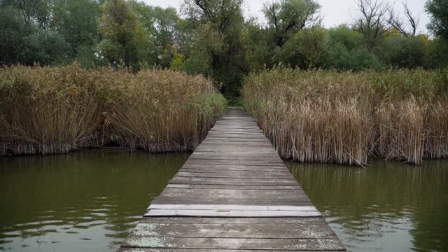 Wooden pier surrounded with reeds on a lake Zobnatica