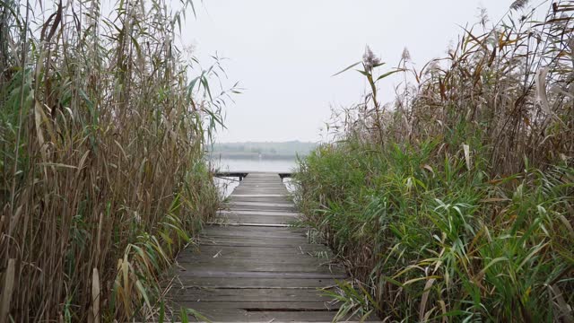 Footage taken from wooden pier surrounded with reeds on a lake Zobnatica