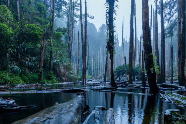 The gradually withering trees immersed in a barrier pond formed by earthquake in 1999 in central southern Taiwan