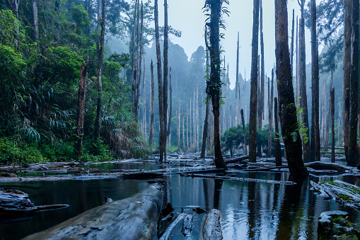 The gradually withering trees immersed in a barrier pond formed by earthquake in 1999 and named as Forgotten Forest at Sun-Link-Sea, Nantou, Taiwan, on a drizzling and misty summer afternoon.