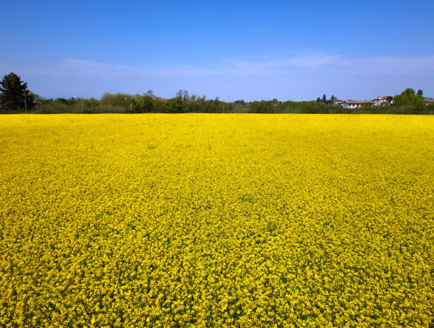 Yellow field - foto stock