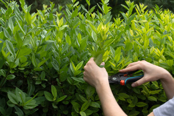istock gardener pruning a green bush with secateurs 2148809428