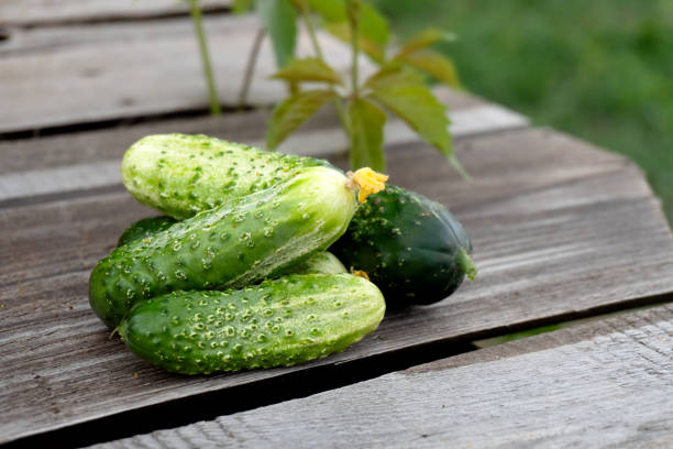 A group of fresh beautiful young cucumbers on a wooden table against a background of lush green leaves. Harvesting cucumbers in a greenhouse.