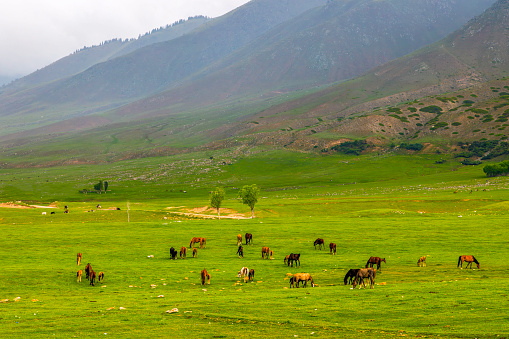 A group of horses are peacefully grazing in a grassy field with mountains in the background, creating a picturesque natural landscape in the highlands