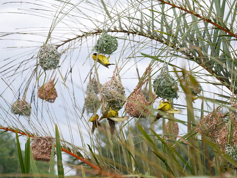 Nesting Yellow Passerine birds.