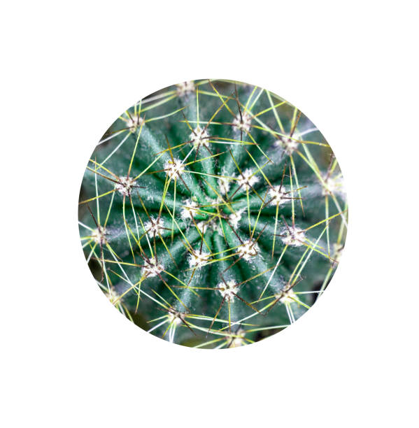 Round green cactus, prickly plant, top view. Isolated on white