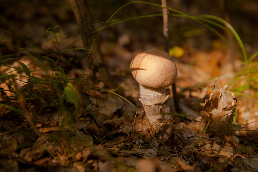 Close up view of edible forest mushroom brown cap boletus growing in the autumn forest among fallen leaves, grass and moss. Crop of forest edible mushrooms.