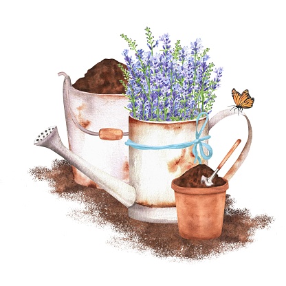 Rustic scene with a watering can with lavender, flowerpot, bucket full of soil and garden tools and butterfly. Hand-drawn watercolor illustration.