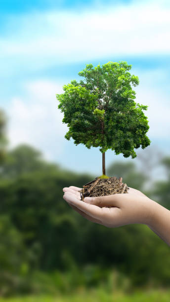 istock A human hand holding a growing plant 2148811866