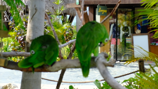 Dominican Republic Macaws travel destination in the Caribbean