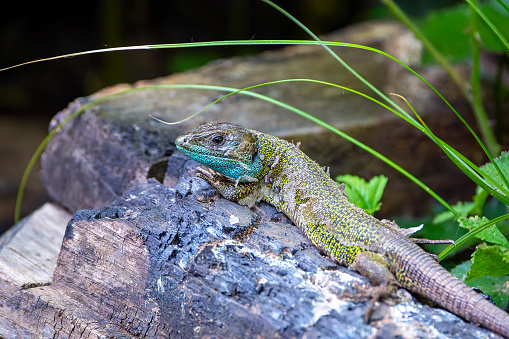 Black green lizard, lacerta schreiberi perched on a log. Spain.