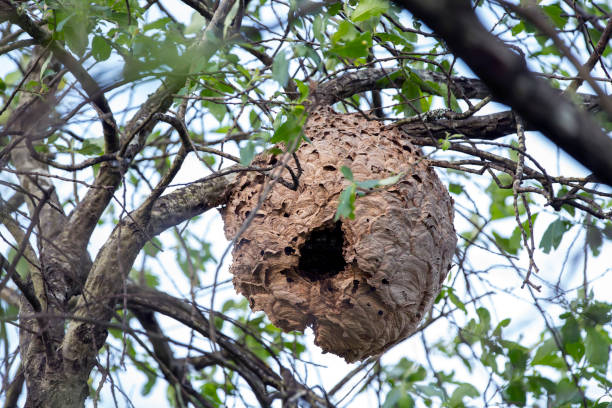 istock Asian wasp nest, Vespa velutina in a tree. 2148812267