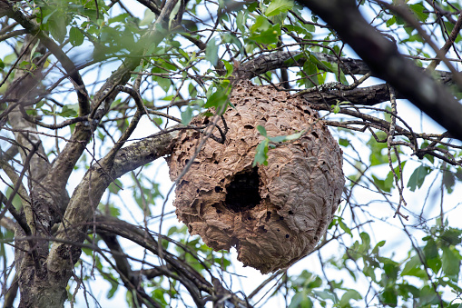 Wasp nest in a eucalyptus tree in the Australian bushland
