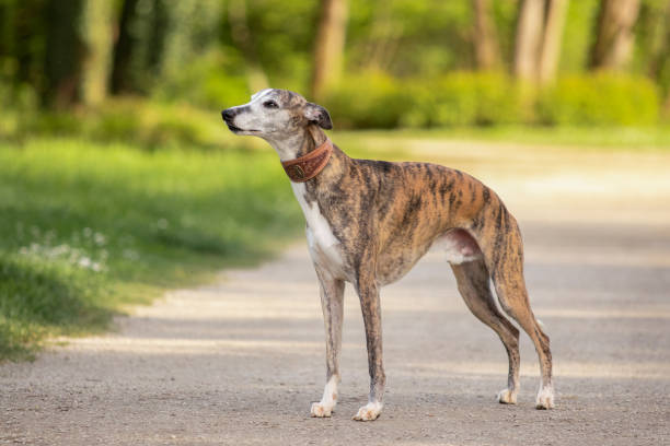 pręgowany whippet chociażby - charty zdjęcia i obrazy z banku zdjęć