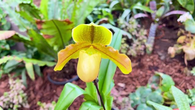 orchid, Orchidee, lady's slipper