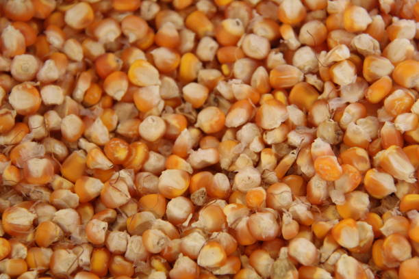 Close up photo of corn grains, perfect for backgrounds and textures