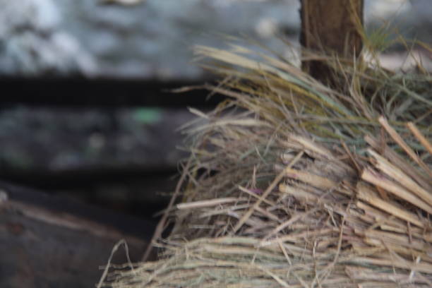 a pile of straw scattered irregularly, used as a background