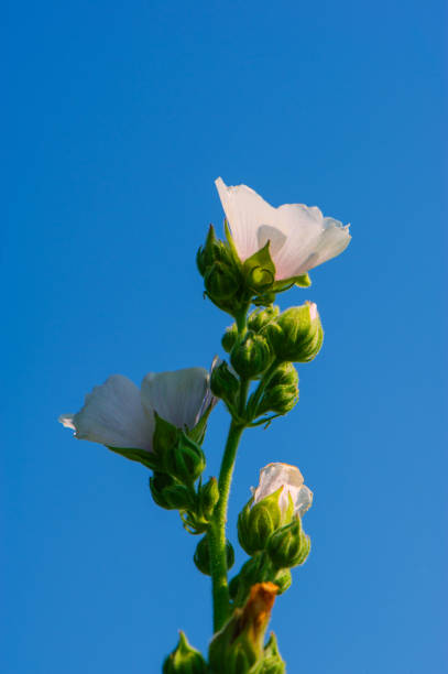 Altea medicinal blooms in the summer meadow. Natural background.
