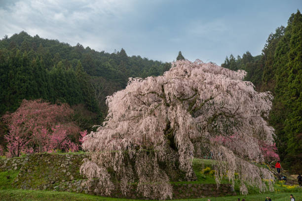 istock A single cherry tree in full bloom, Matabei Cherry Blossom 2148812945