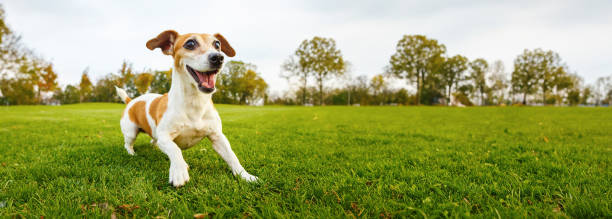 istock Active playing small dog Jack Russell terrier ready to run fetch a toy. 2148813121