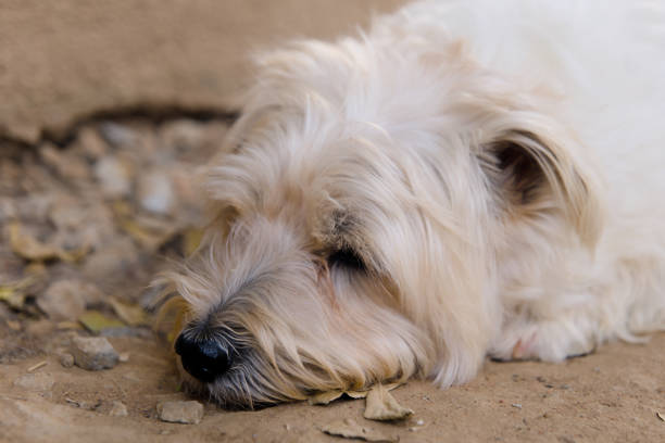 A small, white dog with fluffy fur lies dejected down in a sunny park